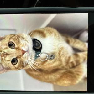 Lost Cat Big Mac