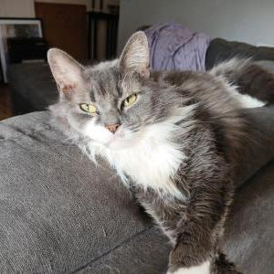 Image of Theodosia, Lost Cat