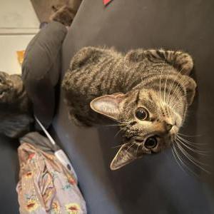Lost Cat Penelope (penny)