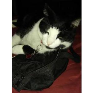 Image of googles, Lost Cat