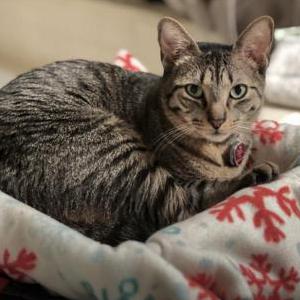 Lost Cat Parmi