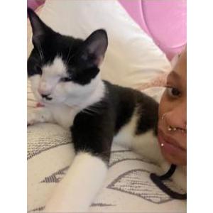 Image of Yang, Lost Cat