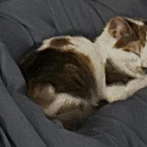 Lost Cat Callie