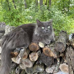 Lost Cat Smokie