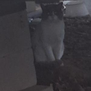 Image of Unknown, Found Cat