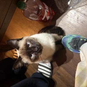 Lost Cat Chaos