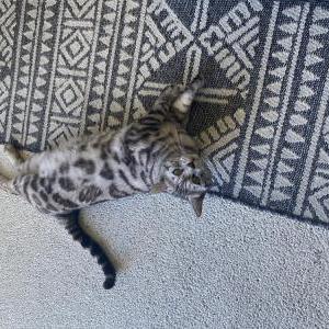 Lost Cat Max
