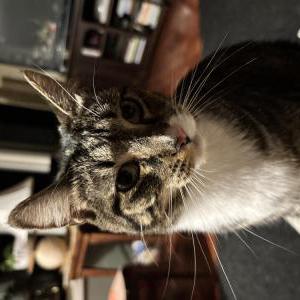 Lost Cat Mitten