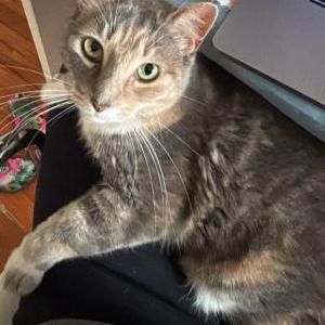Lost Cat Leia