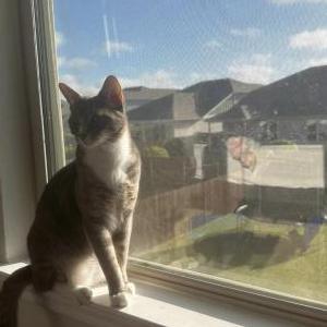 Image of Chrome, Lost Cat