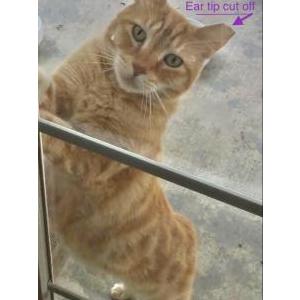 Lost Cat Titus