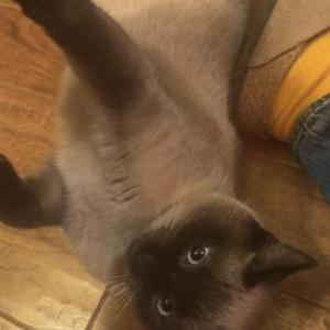 Image of Unknown, Found Cat