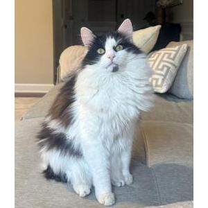 Lost Cat Nelson