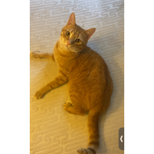 Image of Buzz, Lost Cat