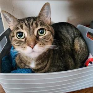 Image of Nala, Lost Cat