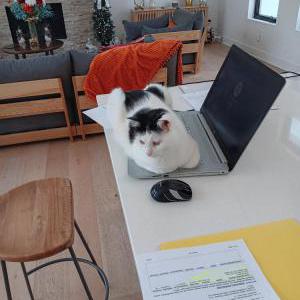 Image of Blair, Lost Cat