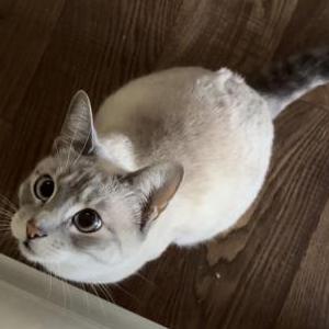 Lost Cat Luna