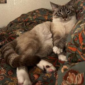 Lost Cat Cherry