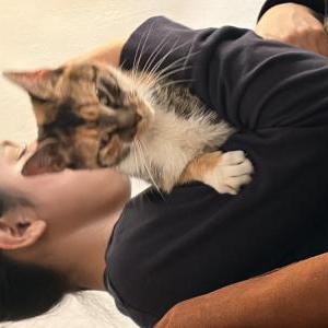 Found Cat Unaure