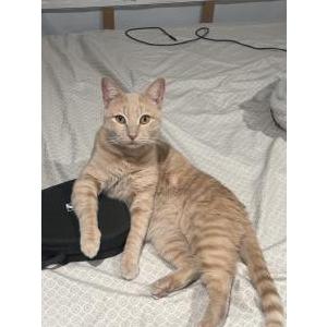 Lost Cat Felix