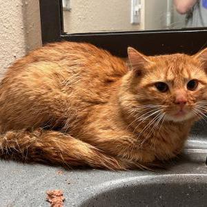 Found Cat unknown