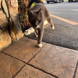 Found Cat Unknown