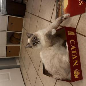 Image of Skippy, Lost Cat