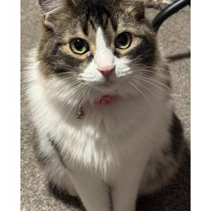 Image of Klementine, Lost Cat