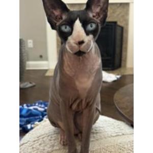 Image of Ziki, Lost Cat