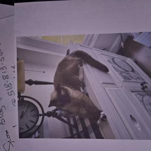 Image of Violet, Lost Cat