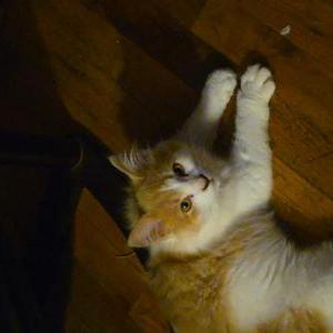 Lost Cat Dexter