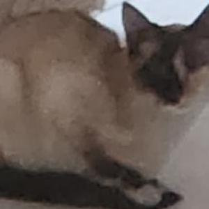 Found Cat Unknown