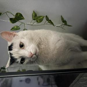 Image of Wop, Lost Cat