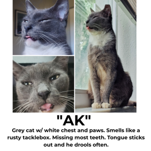 Lost Cat A.k.