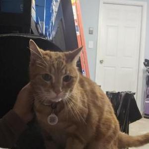 Lost Cat Kit