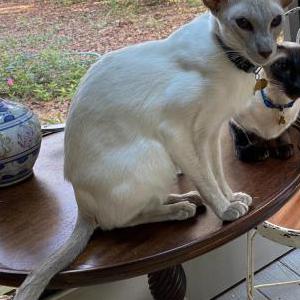 Image of Elvin, Lost Cat