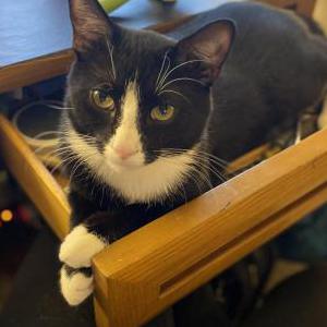 Lost Cat Jack