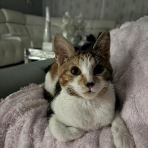 Lost Cat sol