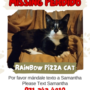 Lost Cat Rainbow Pizza Cat