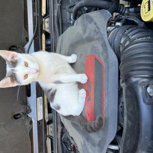 Image of Peppa, Lost Cat