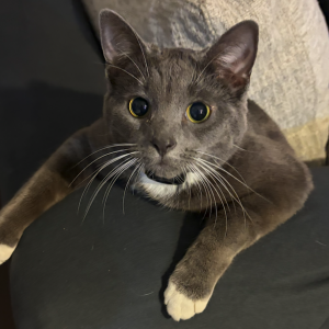 Image of Church, Lost Cat