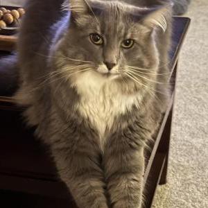 Lost Cat Theo