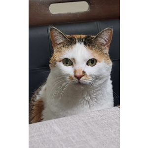 Lost Cat Mommas