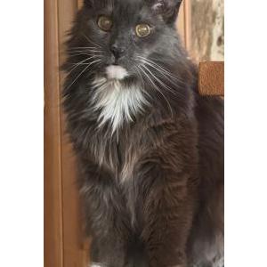Image of Lady Gray, Lost Cat