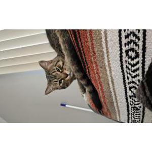 Image of Fleetwood, Lost Cat