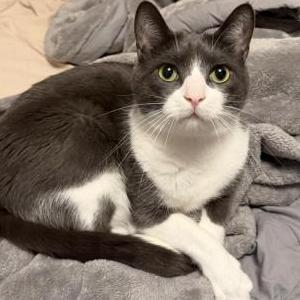 Image of Franklin, Lost Cat