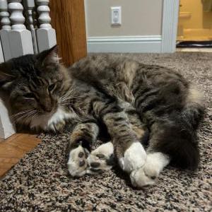Image of Romeo, Lost Cat