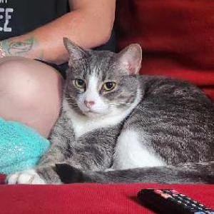 Lost Cat Romeo