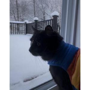 Image of Sox, Lost Cat