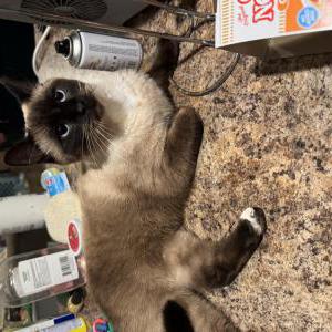 Image of Bella, Lost Cat